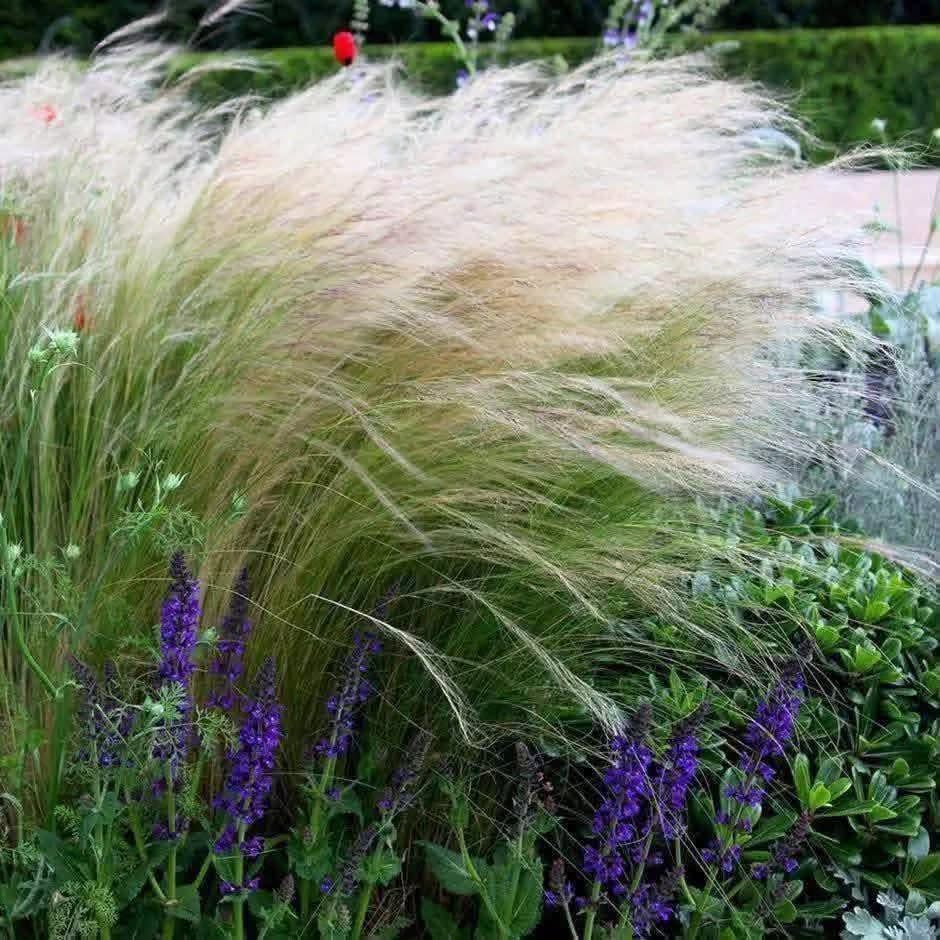 Dekoracyjne kłosy Stipa Ostnica Pony Tails