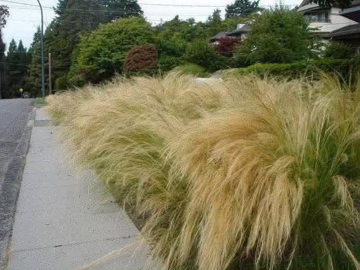 Stipa Ostnica Pony Tails w ogrodzie