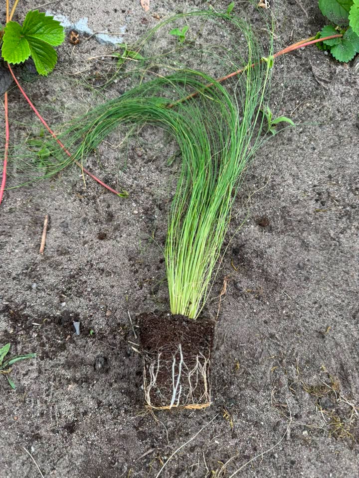 Sadzonka Stipa Ostnica Pony Tails