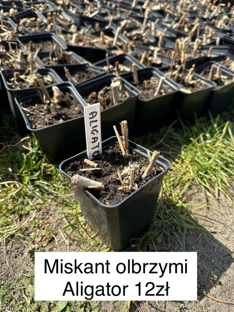 Miskant olbrzymi Aligator