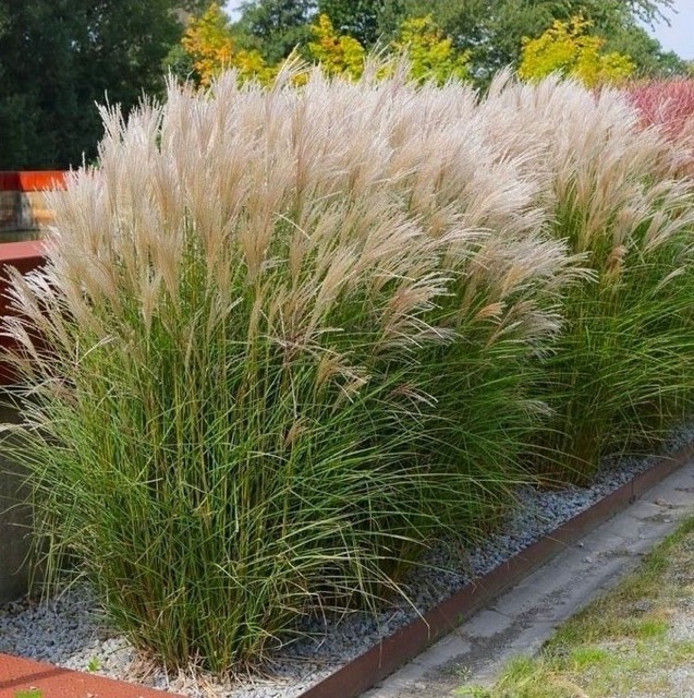 Miskant Kleine Silberspinne