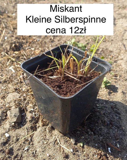 Miskant Kleine Silberspinne