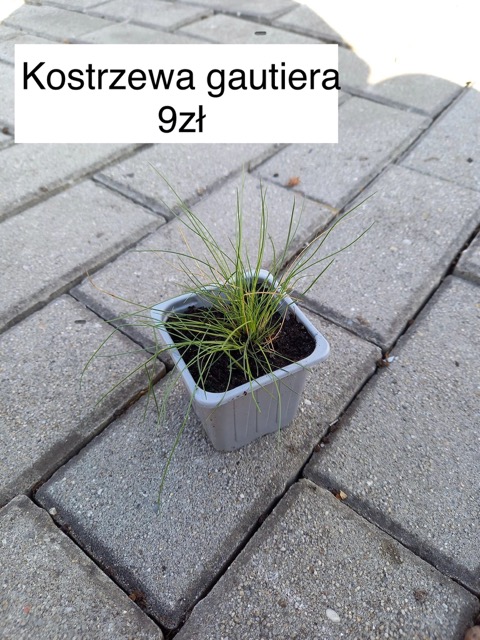 Kostrzewa zielona Gautiera