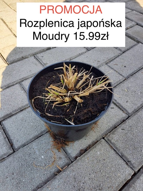 Rozplenica Moudry