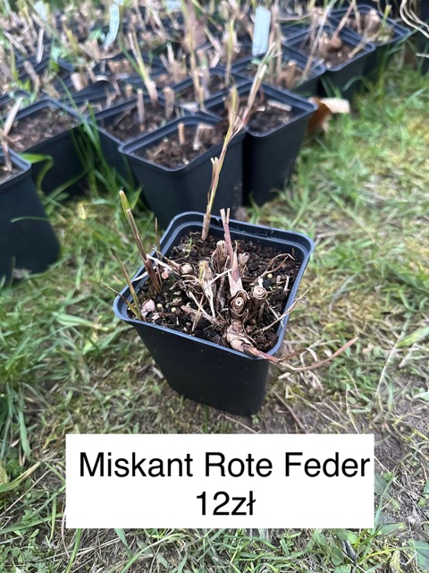 Miskant Rote Feder