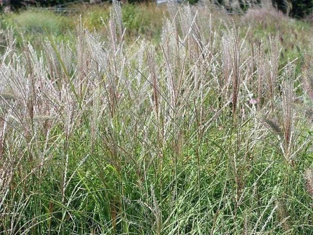 Miskant Silberspinne
