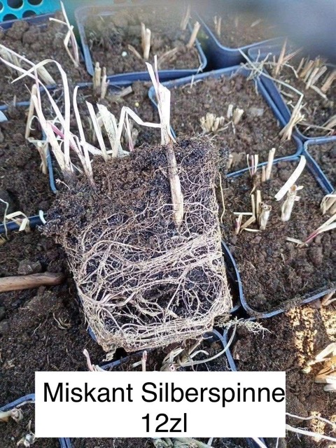 Miskant Silberspinne